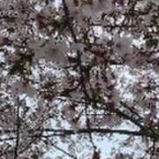 ヒメ日記 2025/04/11 18:13 投稿 みかこ(昭和43年生まれ) 熟年カップル名古屋～生電話からの営み～