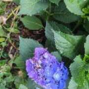 ヒメ日記 2025/06/17 15:22 投稿 みかこ(昭和43年生まれ) 熟年カップル名古屋～生電話からの営み～