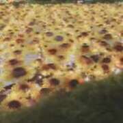 ヒメ日記 2025/07/08 17:20 投稿 みかこ(昭和43年生まれ) 熟年カップル名古屋～生電話からの営み～