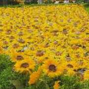 ヒメ日記 2025/07/19 14:03 投稿 みかこ(昭和43年生まれ) 熟年カップル名古屋～生電話からの営み～