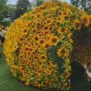 ヒメ日記 2025/07/29 14:53 投稿 みかこ(昭和43年生まれ) 熟年カップル名古屋～生電話からの営み～