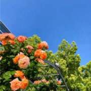 ヒメ日記 2025/09/18 10:25 投稿 みかこ(昭和43年生まれ) 熟年カップル名古屋～生電話からの営み～