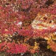 ヒメ日記 2025/12/05 08:14 投稿 みかこ(昭和43年生まれ) 熟年カップル名古屋～生電話からの営み～