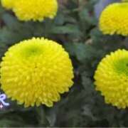 ヒメ日記 2025/12/07 13:44 投稿 みかこ(昭和43年生まれ) 熟年カップル名古屋～生電話からの営み～