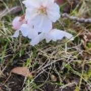 ヒメ日記 2026/03/27 12:39 投稿 みかこ(昭和43年生まれ) 熟年カップル名古屋～生電話からの営み～