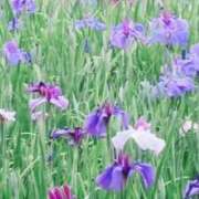 ヒメ日記 2026/08/04 08:40 投稿 みかこ(昭和43年生まれ) 熟年カップル名古屋～生電話からの営み～