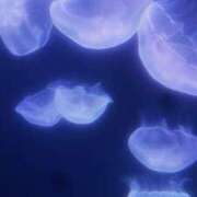 ヒメ日記 2025/06/06 03:42 投稿 りま 池袋サンキュー