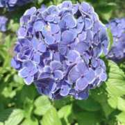 ヒメ日記 2025/06/03 22:55 投稿 さよこ 性腺熟女100％鶯谷（デリヘル市場）