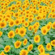 ヒメ日記 2025/07/09 15:55 投稿 さよこ 性腺熟女100％鶯谷（デリヘル市場）