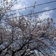 ヒメ日記 2026/03/30 11:12 投稿 桃花/ももか　centu STYLISH BACH