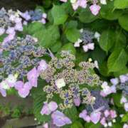 ヒメ日記 2025/06/02 15:56 投稿 さな 美女のカタチ