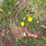 ヒメ日記 2025/04/11 15:22 投稿 松田しのぶ 五十路マダム 徳島店