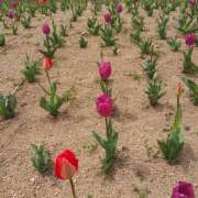 ヒメ日記 2025/04/12 00:08 投稿 松田しのぶ 五十路マダム 徳島店