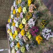 ヒメ日記 2025/04/12 06:20 投稿 松田しのぶ 五十路マダム 徳島店