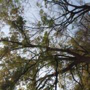 ヒメ日記 2025/04/13 21:40 投稿 松田しのぶ 五十路マダム 徳島店