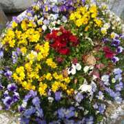 ヒメ日記 2025/04/15 17:30 投稿 松田しのぶ 五十路マダム 徳島店