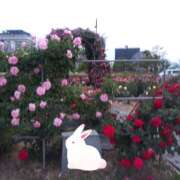 ヒメ日記 2025/04/19 17:40 投稿 松田しのぶ 五十路マダム 徳島店