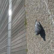 ヒメ日記 2025/04/21 21:48 投稿 松田しのぶ 五十路マダム 徳島店