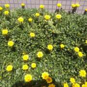 ヒメ日記 2025/04/22 22:30 投稿 松田しのぶ 五十路マダム 徳島店