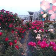 ヒメ日記 2025/04/24 17:40 投稿 松田しのぶ 五十路マダム 徳島店