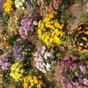 ヒメ日記 2025/04/25 17:44 投稿 松田しのぶ 五十路マダム 徳島店