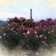 ヒメ日記 2025/05/04 05:52 投稿 松田しのぶ 五十路マダム 徳島店