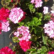 ヒメ日記 2025/05/20 19:06 投稿 松田しのぶ 五十路マダム 徳島店