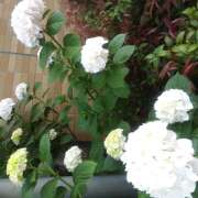 ヒメ日記 2025/06/04 21:22 投稿 松田しのぶ 五十路マダム 徳島店