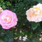 ヒメ日記 2025/06/06 14:46 投稿 松田しのぶ 五十路マダム 徳島店