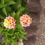 ヒメ日記 2025/06/07 18:42 投稿 松田しのぶ 五十路マダム 徳島店