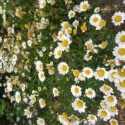 ヒメ日記 2025/06/09 20:42 投稿 松田しのぶ 五十路マダム 徳島店