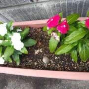 ヒメ日記 2025/06/29 21:18 投稿 松田しのぶ 五十路マダム 徳島店