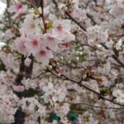 ヒメ日記 2025/04/13 09:50 投稿 桜井 上野CLUB A(クラブ エー)