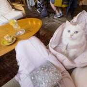 ヒメ日記 2025/05/30 13:35 投稿 ♦紫乃♦(シノ) 翡翠の夢