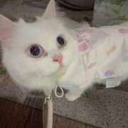 ヒメ日記 2025/10/01 17:05 投稿 ♦紫乃♦(シノ) 翡翠の夢