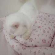 ヒメ日記 2025/10/23 12:06 投稿 ♦紫乃♦(シノ) 翡翠の夢