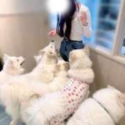 ヒメ日記 2025/11/26 19:26 投稿 めあ SAPPORO ばつぐんnet