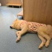 ヒメ日記 2025/11/28 19:26 投稿 めあ SAPPORO ばつぐんnet