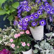 ヒメ日記 2026/04/26 05:23 投稿 とおる★(ドMミケポ高身長) ぽっちゃり女神 あぷろでぃーて