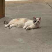 ヒメ日記 2025/11/03 10:55 投稿 るな スピードエコ日本橋店