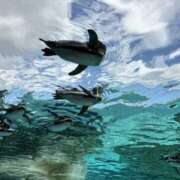 ヒメ日記 2025/11/24 09:09 投稿 るな スピードエコ日本橋店