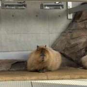 ヒメ日記 2026/01/25 12:29 投稿 るな スピードエコ日本橋店