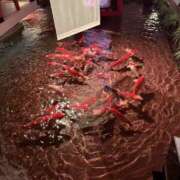 ヒメ日記 2026/01/26 09:29 投稿 るな スピードエコ日本橋店