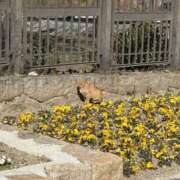 ヒメ日記 2026/02/20 15:29 投稿 るな スピードエコ日本橋店