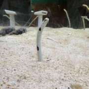 ヒメ日記 2026/03/20 15:49 投稿 るな スピードエコ日本橋店