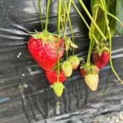 ヒメ日記 2026/03/05 12:48 投稿 くるみ 川越おかあさん