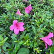 ヒメ日記 2025/05/30 18:02 投稿 くるみ 大宮おかあさん