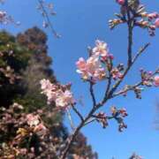 ヒメ日記 2026/03/10 12:18 投稿 くるみ 大宮おかあさん