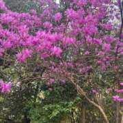 ヒメ日記 2026/04/14 07:16 投稿 くるみ 大宮おかあさん