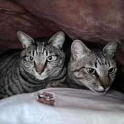 ヒメ日記 2025/08/26 11:18 投稿 ひなた One More奥様　蒲田店